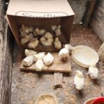 WhatsApp Image 2024-12-17 at 10.12.31 AM