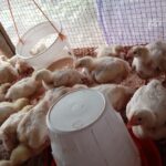 WhatsApp Image 2024-12-17 at 10.13.22 AM