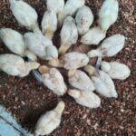 WhatsApp Image 2024-12-17 at 9.47.30 AM