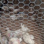 WhatsApp Image 2025-07-05 at 12.32.19 PM (1)