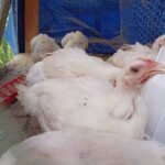 WhatsApp Image 2025-07-14 at 1.57.30 PM (1)