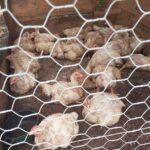 WhatsApp Image 2025-07-14 at 10.43.57 AM