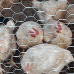 WhatsApp Image 2025-07-15 at 5.52.30 AM