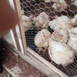 WhatsApp Image 2025-07-23 at 11.01.05 AM