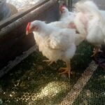 150ddfd9-a6c9-4cd3-84a6-399ba9dae3ba