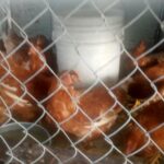 df390e68-ad88-466d-8b63-ba3fa85a60e2